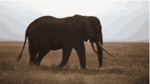 Baby GIF. Dieren Olifant Baby Gifs 
