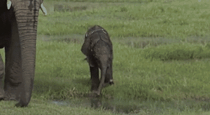 Olifant GIF. Dieren Olifant Gifs 
