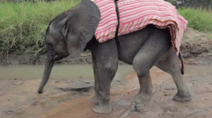 Olifant GIF. Dieren Olifant Gifs 