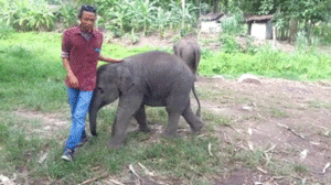 Olifant GIF. Dieren Olifant Gifs Eet 