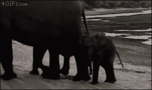 Olifant GIF. Dieren Olifant Gifs Schattigheid 