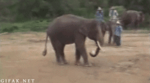 Olifant GIF. Dieren Olifant Gifs 