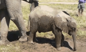 Olifant GIF. Dieren Olifant Baby Gifs Gevecht 