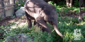 Olifant GIF. Dieren Olifant Gifs 