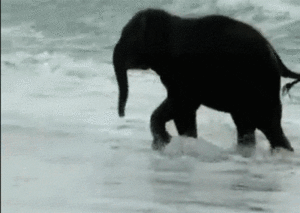 Olifant GIF. Dieren Olifant Gifs Tandpasta 
