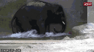 Baby GIF. Dieren Spelen Olifant Baby Gifs 