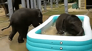 Olifant GIF. Bad Dieren Olifant Gifs 