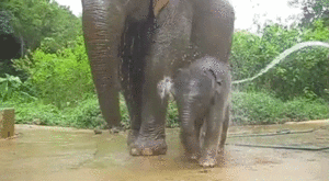 Olifant GIF. Dieren Olifant Gifs Vos Rel 