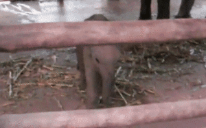 Olifant GIF. Dieren Olifant Gifs Schilderij 