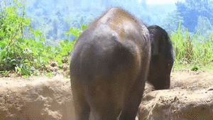 Olifant GIF. Dieren Film Olifant Kleur Gifs Dumbo 
