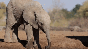 Baby GIF. Dieren Olifant Baby Gifs 