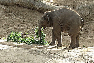 Baby GIF. Dieren Spinnen Olifant Baby Gifs 