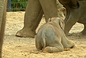 Olifant GIF. Dieren Olifant Baby Hallo Gifs 