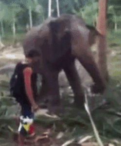 Olifant GIF. Dieren Olifant Gifs Wasteds 