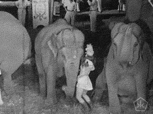 Baby GIF. Dieren Olifant Baby Gifs 