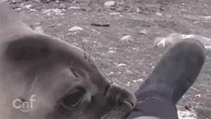 Olifant GIF. Dieren Olifant Gifs 