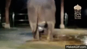 Olifant GIF. Dieren Geboorte Olifant Gifs 