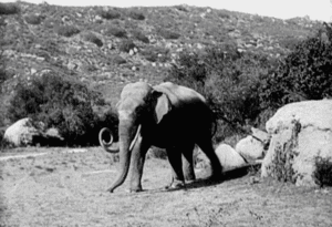 Olifant GIF. Dieren Olifant Gifs 
