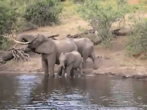 Olifant GIF. Bad Dieren Olifant Gifs 