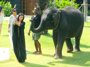 Olifant GIF. Dieren Olifant Gifs Man Bos 