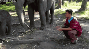 Baby GIF. Dieren Olifant Baby Hallo Gifs 