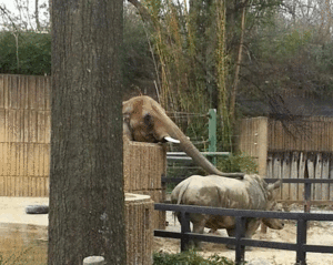 Olifant GIF. Dieren Olifant Gifs 