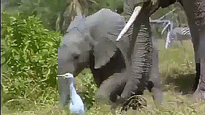 Baby GIF. Dieren Olifant Baby Gifs Leven 