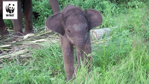 Olifant GIF. Dieren Olifant Gifs 