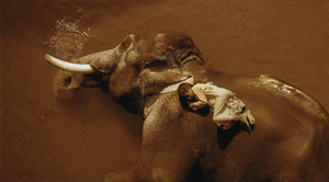Olifant GIF. Dieren Kunst Olifant Gifs Cinemagraph Sepia 