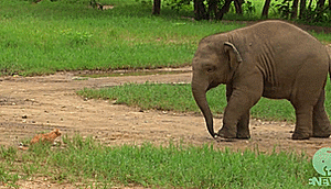Olifant GIF. Dieren Olifant Gifs 