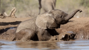 Olifant GIF. Dieren Olifant Gifs 