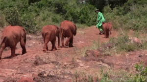 Baby GIF. Dieren Olifant Baby Gifs Romp 