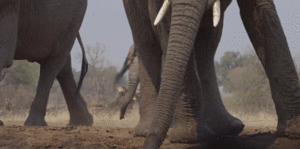 Olifant GIF. Dieren Olifant Gifs Animalsbeingjerks Ruk 