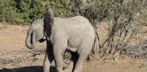 Olifant GIF. Dieren Kunst Olifant Gifs Cinemagraph Sepia 