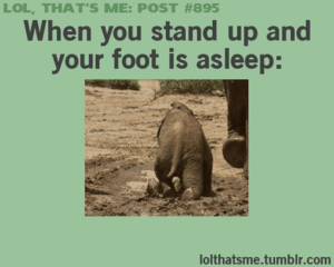 Olifant GIF. Dieren Olifant Gifs Animalsbeingjerks Ruk 