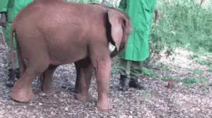 Olifant GIF. Dieren Olifant Gifs 