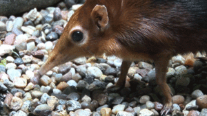 Olifant GIF. Dieren Olifant Baby Gifs 