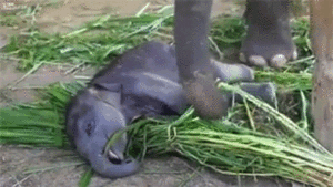 Olifant GIF. Dieren Olifant Gifs 