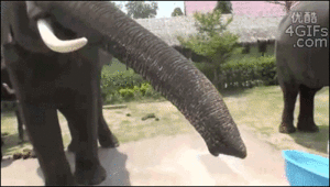 Baby GIF. Dieren Olifant Baby Gifs 