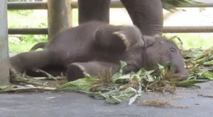 Olifant GIF. Dieren Olifant Gifs Schilderij 