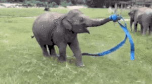 Olifant GIF. Dieren Olifant Gifs Lint 