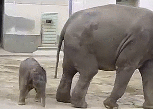 Olifant GIF. Dieren Olifant Gifs 