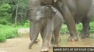 Olifant GIF. Dieren Olifant Baby Gifs 