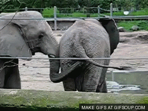 Baby GIF. Dieren Spelen Olifant Baby Gifs 