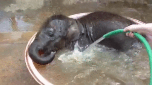 Baby GIF. Bad Dieren Olifant Baby Gifs 