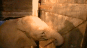 Olifant GIF. Dieren Olifant Parachutespringen Gifs 