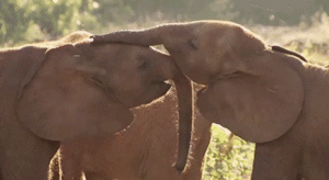 Olifant GIF. Dieren Olifant Gifs 