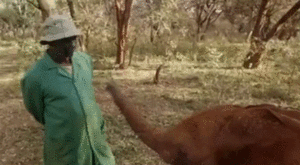 Olifant GIF. Dieren Olifant Gifs 