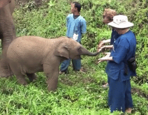 Baby GIF. Dieren Olifant Baby Gifs 