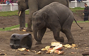Olifant GIF. Dieren Olifant Gifs Tandpasta 
